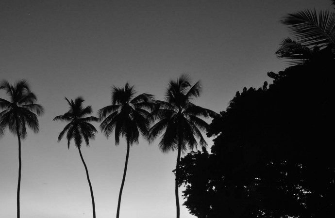 Palm tree photo by Greg Knapp